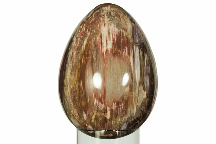 Colorful, Polished Petrified Wood Egg - Madagascar #211144